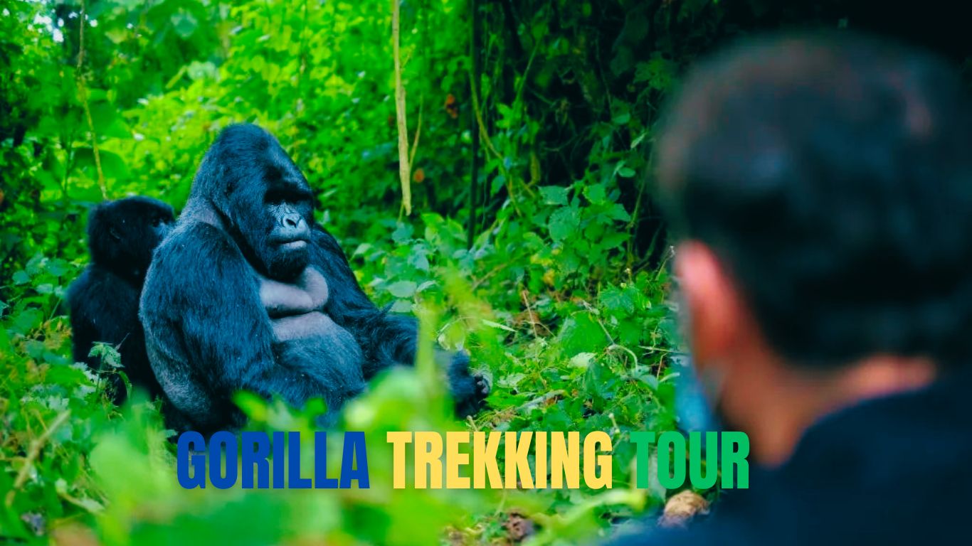 GORILLA TREKKING TOUR EMBARK ON AN UNFORGETTABLE JOURNEY.