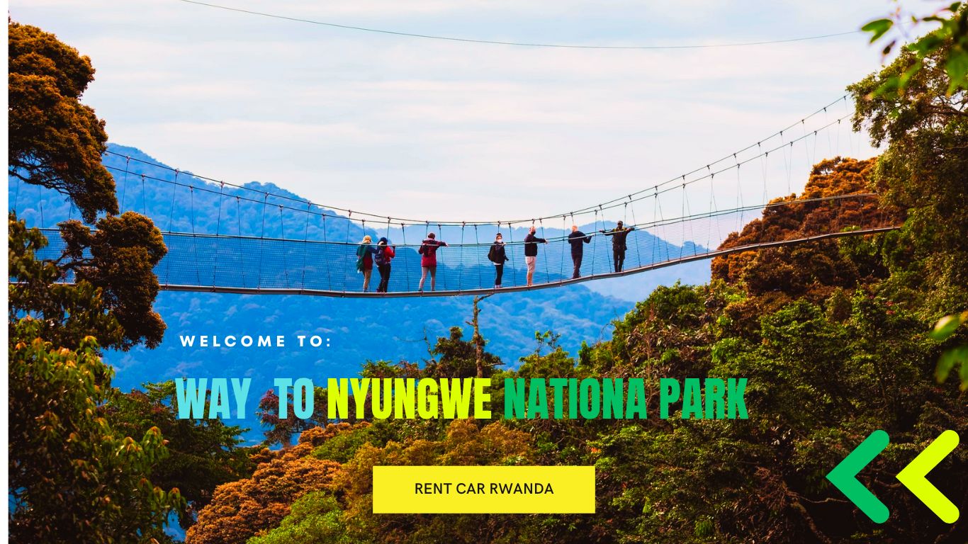 Way to visit Nyungwe and Volcanoes National Park Tour