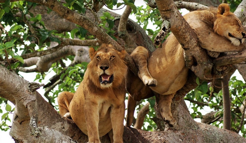 Welcome to Queen Elizabeth National park