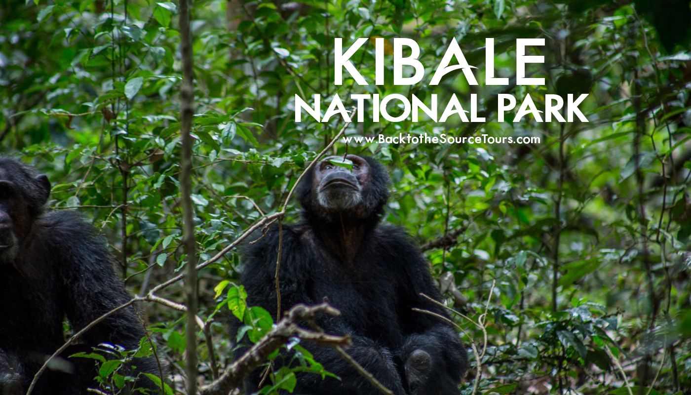 Kibale National Park