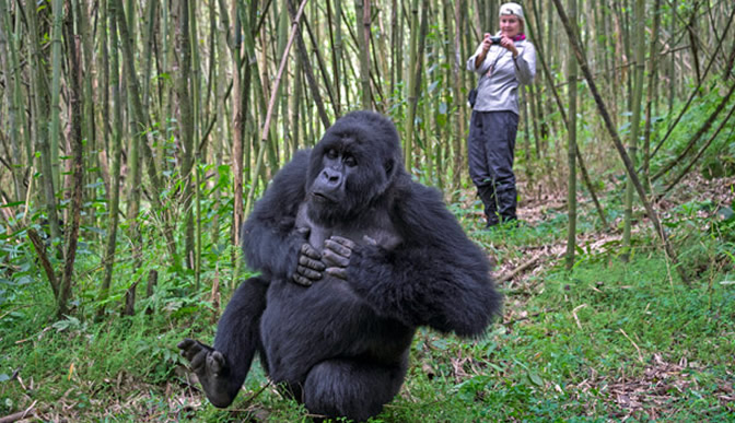 Gorilla Trekking Rwanda Tours