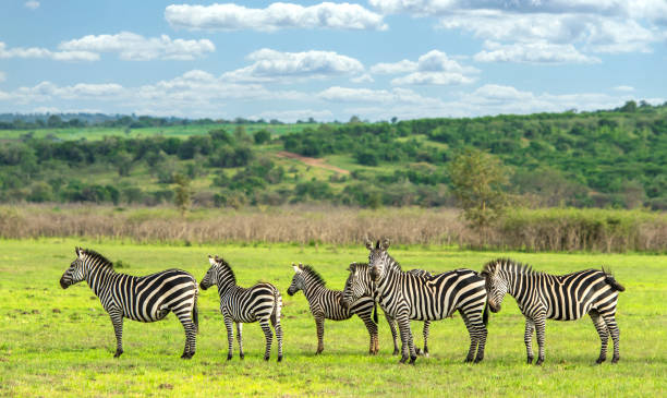 Exploring rwanda's wildlife wonders: a guide to easy tours
